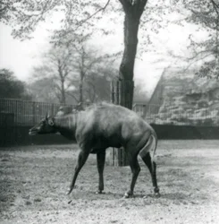 Un Nilgai, o antílope asiático en el Zoológico de Londres, abril de 1923